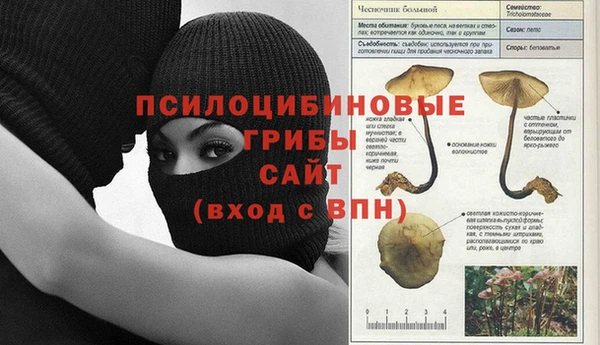 шишки Осинники